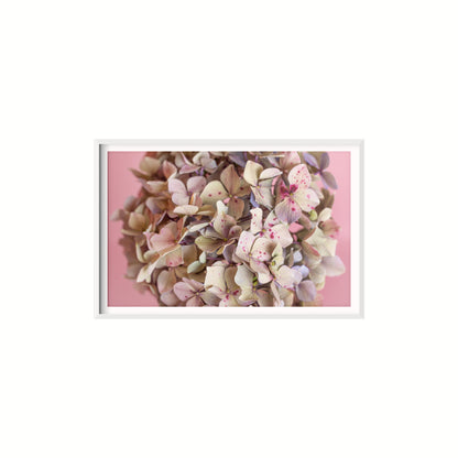 Estudio Hortensia