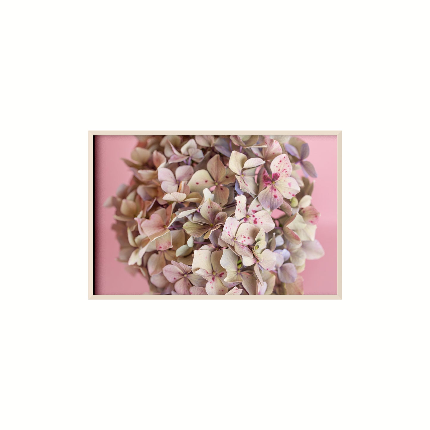 Estudio Hortensia