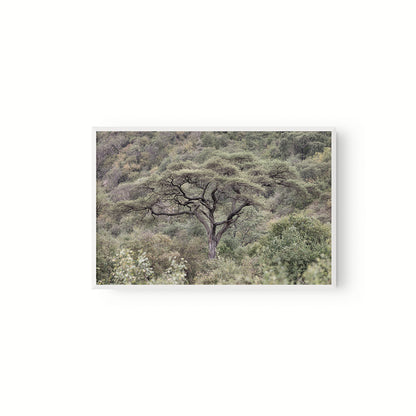 La Selva