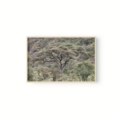 La Selva