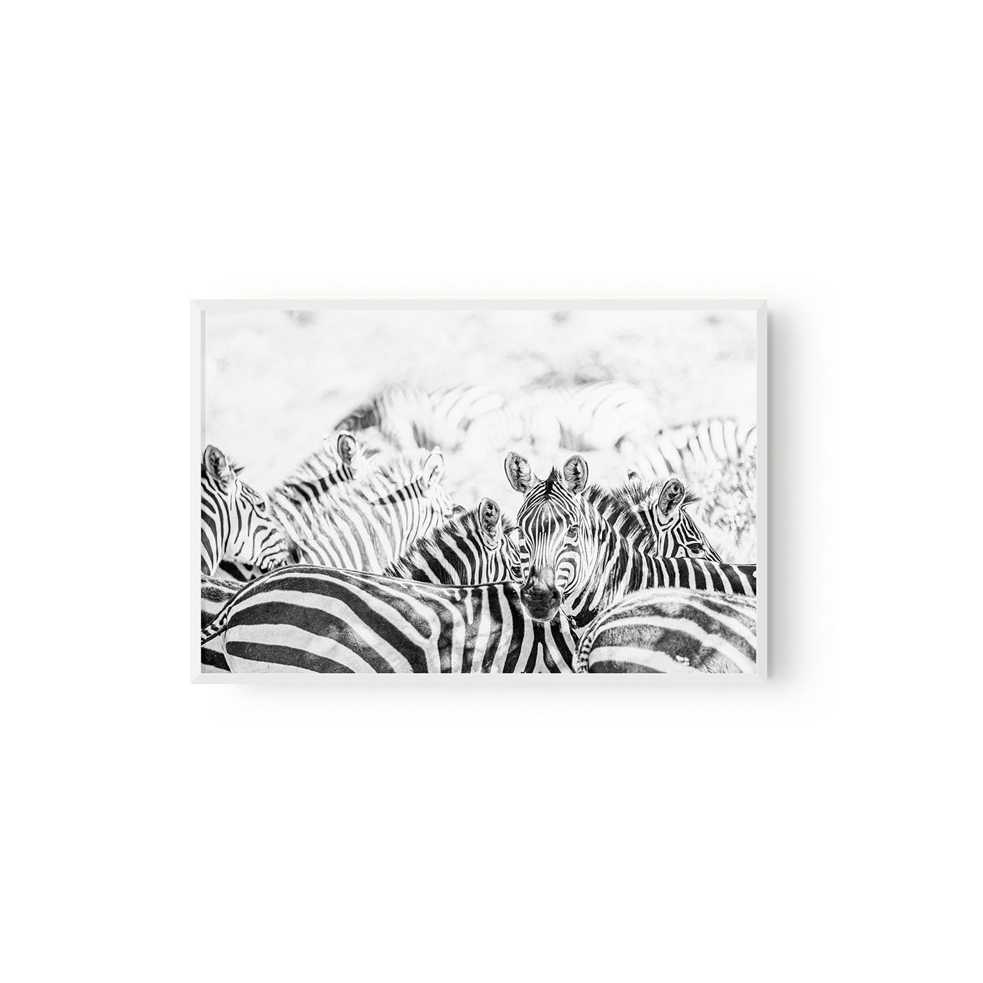 Manada Zebras