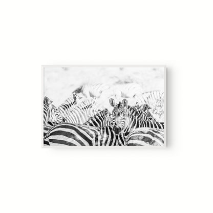 Manada Zebras