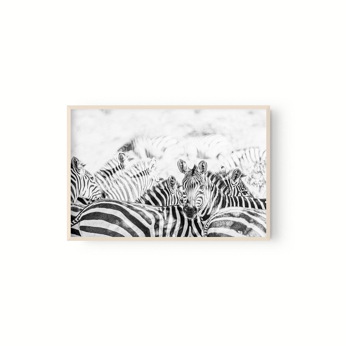 Manada Zebras