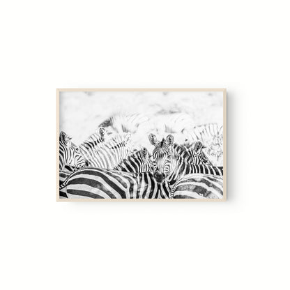 Manada Zebras