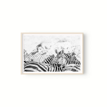 Manada Zebras