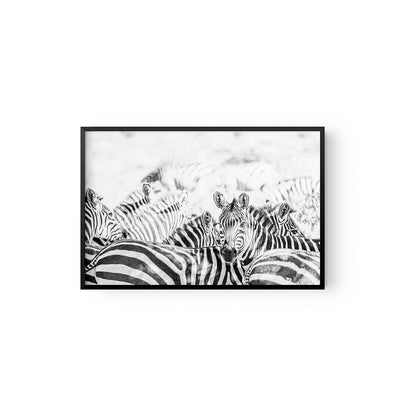 Manada Zebras