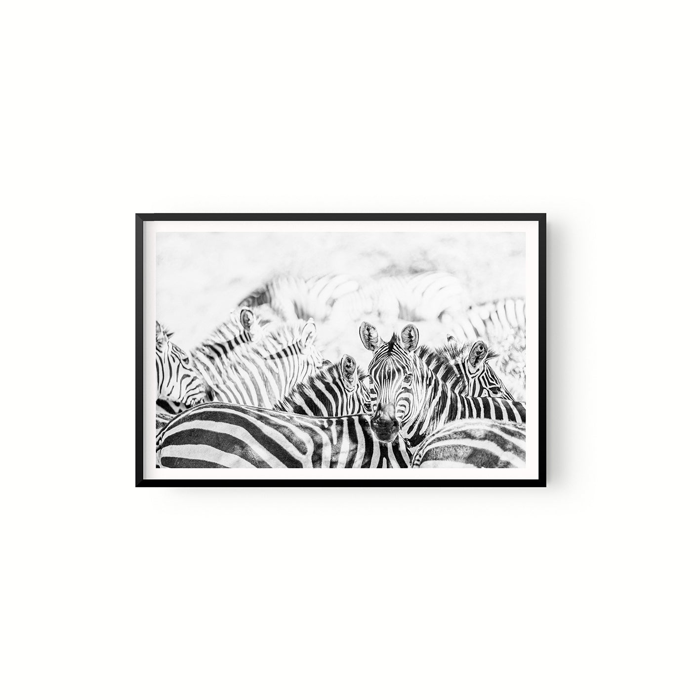 Manada Zebras