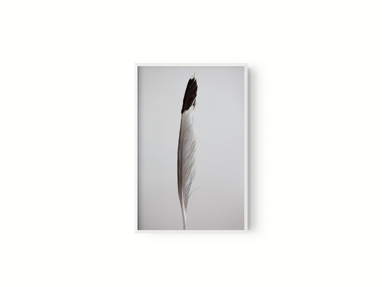 Estudio Pluma I