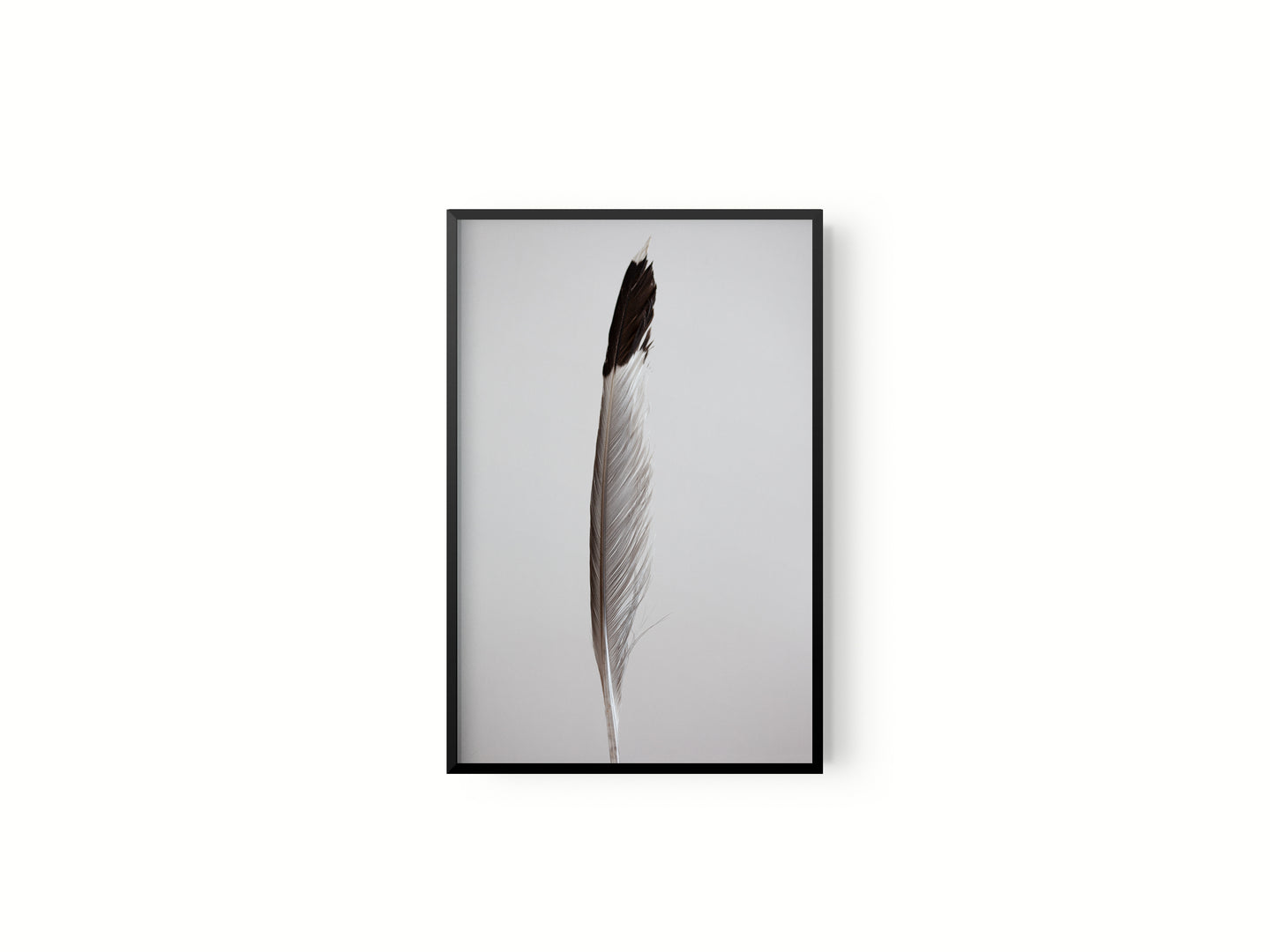 Estudio Pluma I
