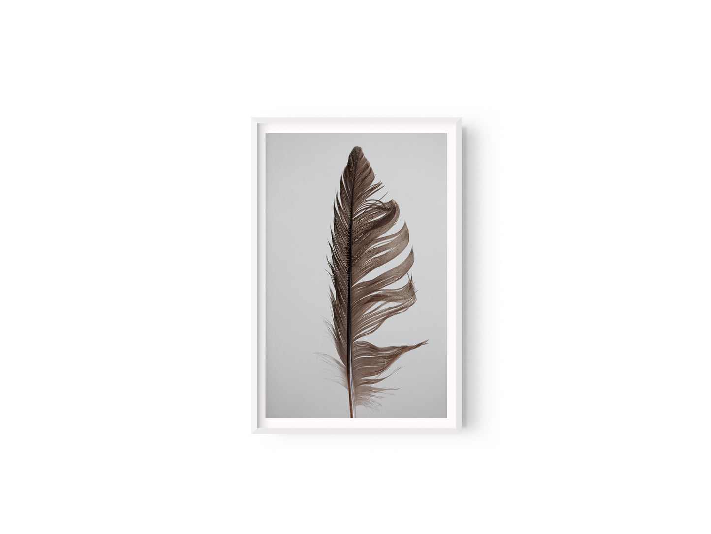 Estudio Pluma II