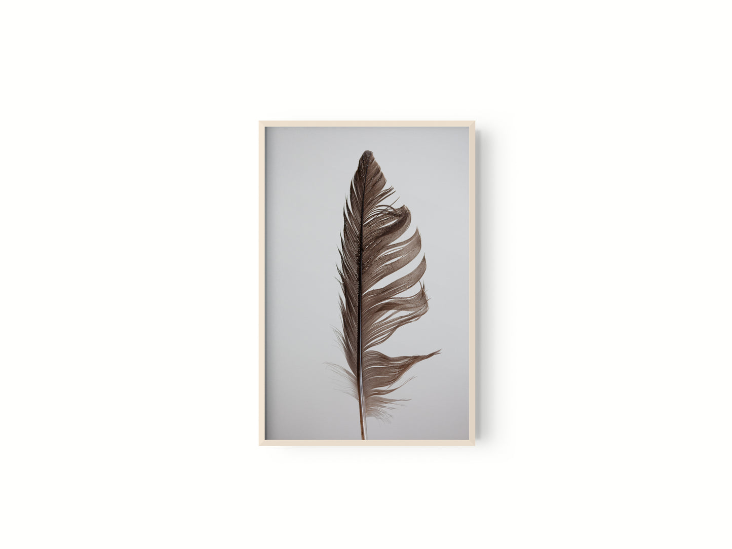 Estudio Pluma II