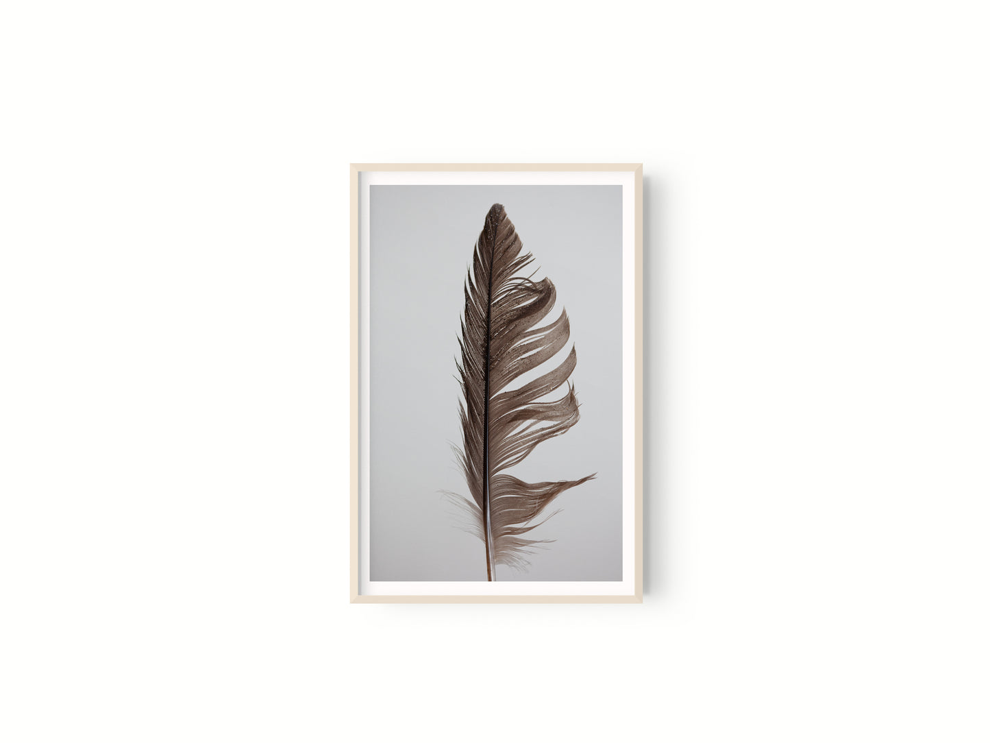 Estudio Pluma II