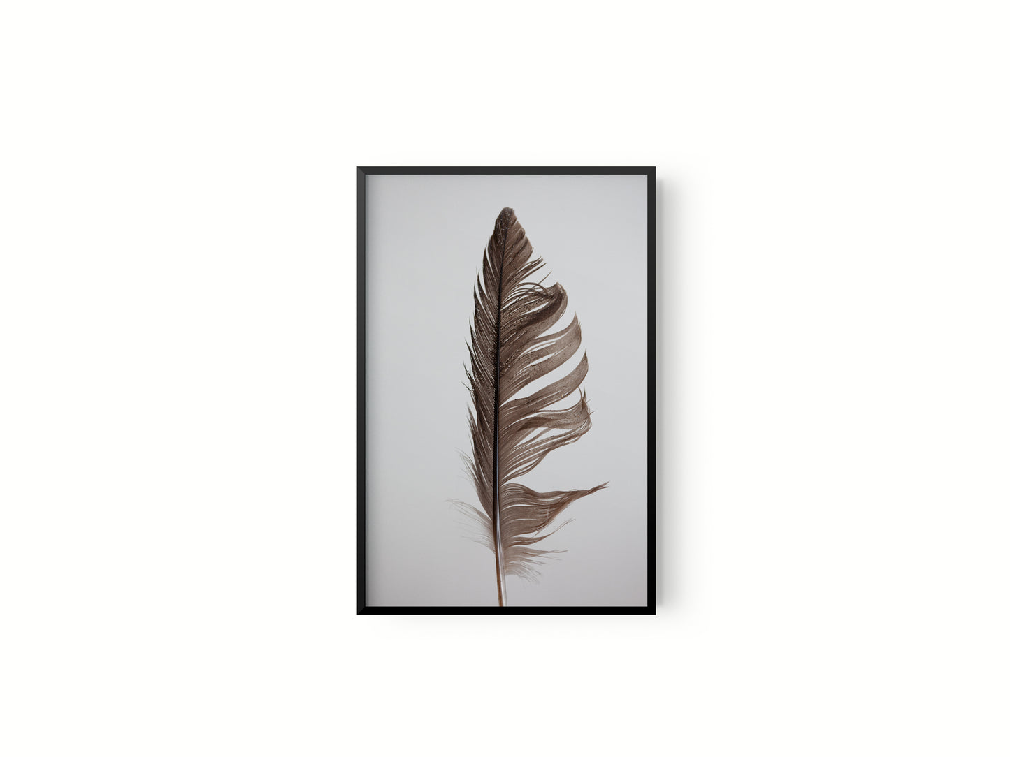 Estudio Pluma II
