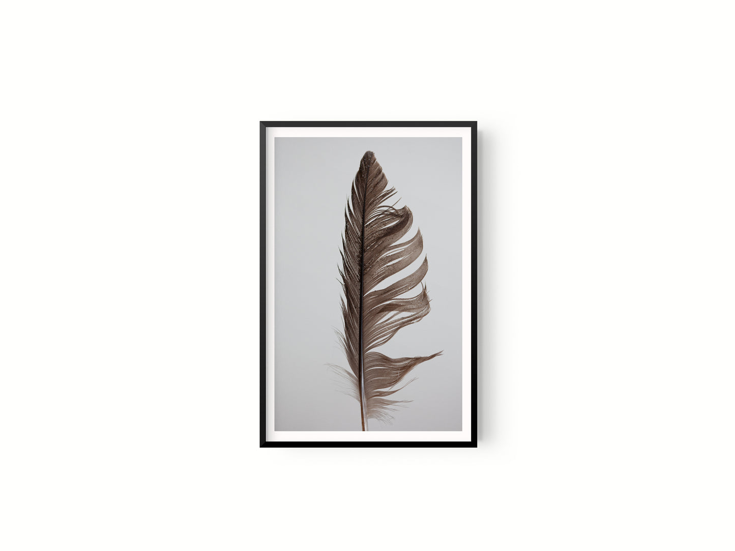 Estudio Pluma II