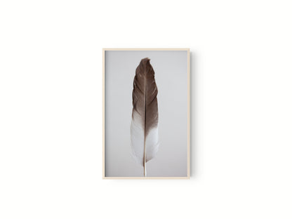 Estudio Pluma III