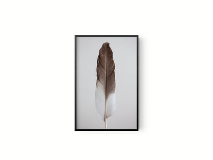 Estudio Pluma III