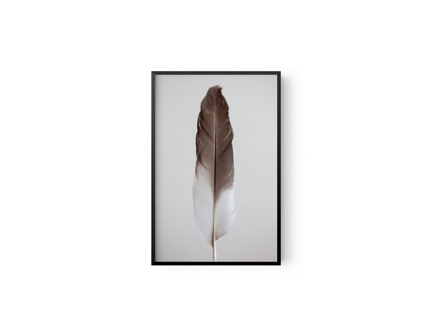 Estudio Pluma III