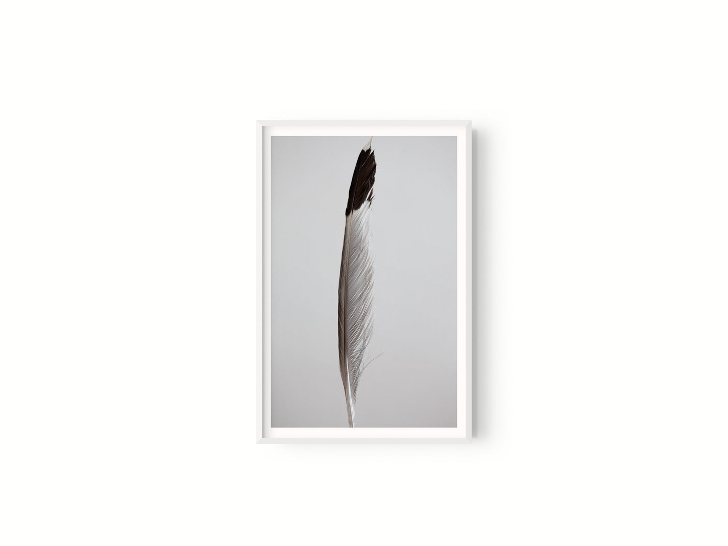 Estudio Pluma I
