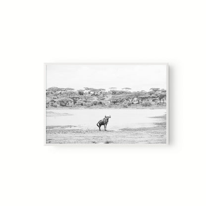 Ñu Solitario